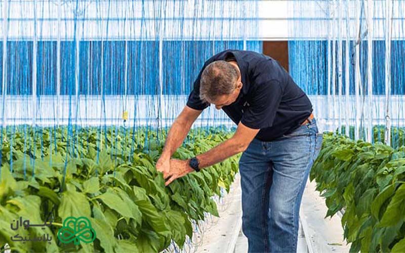 تفاوت نخ گلخانه (pp) با نخ تابیده (pe)
